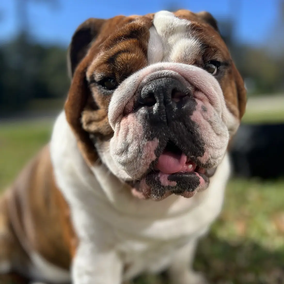 Beaux, the namesake of Beaux's Bistro