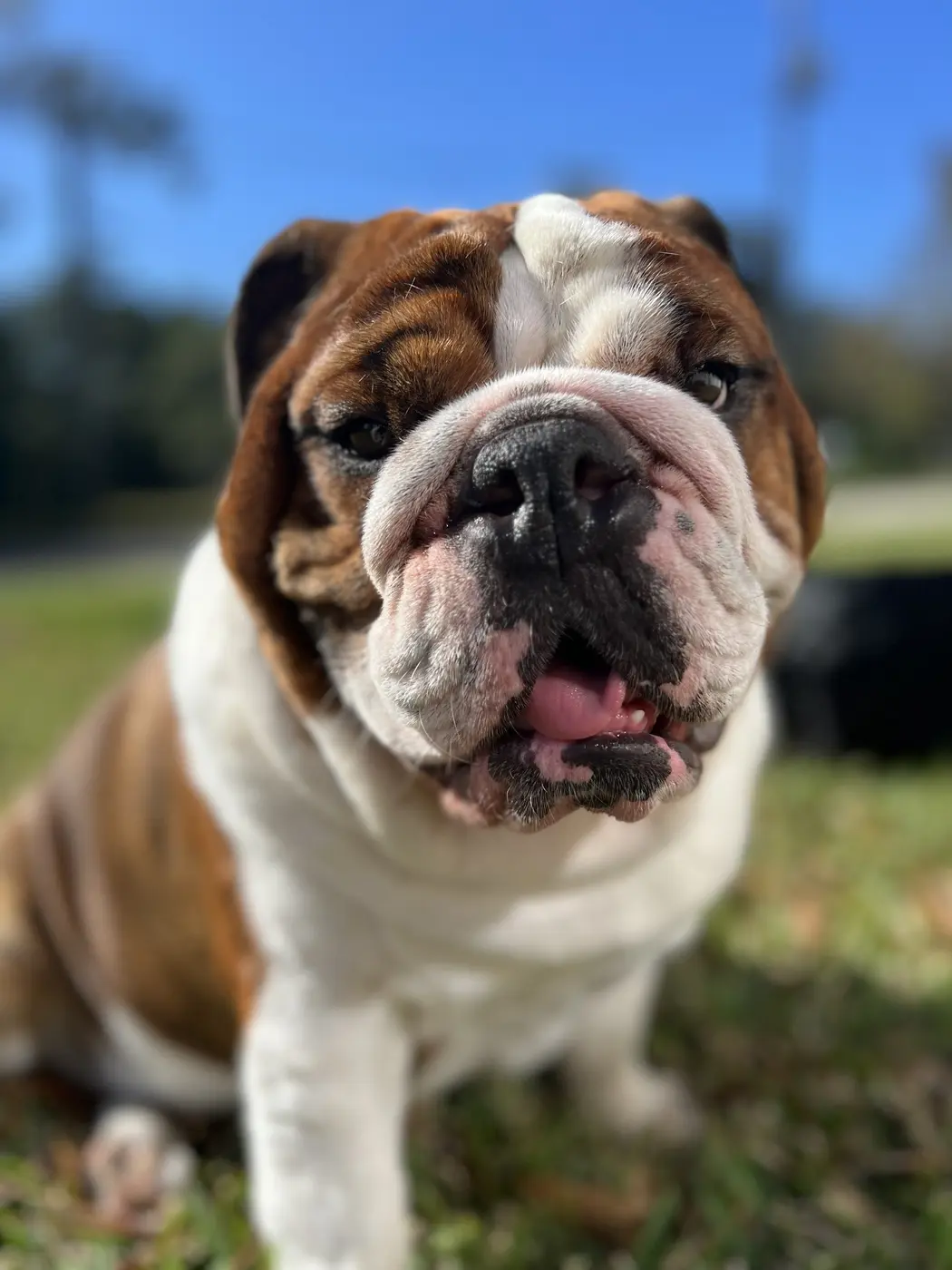 Beaux, the English bulldog behind Beaux’s Bistro
