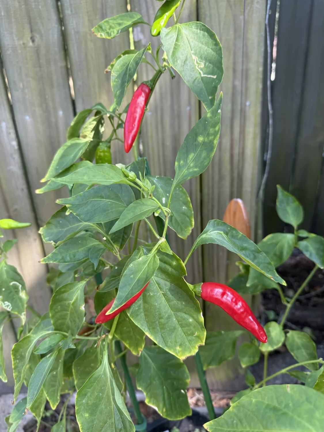 Long red peppers growing among green leaves