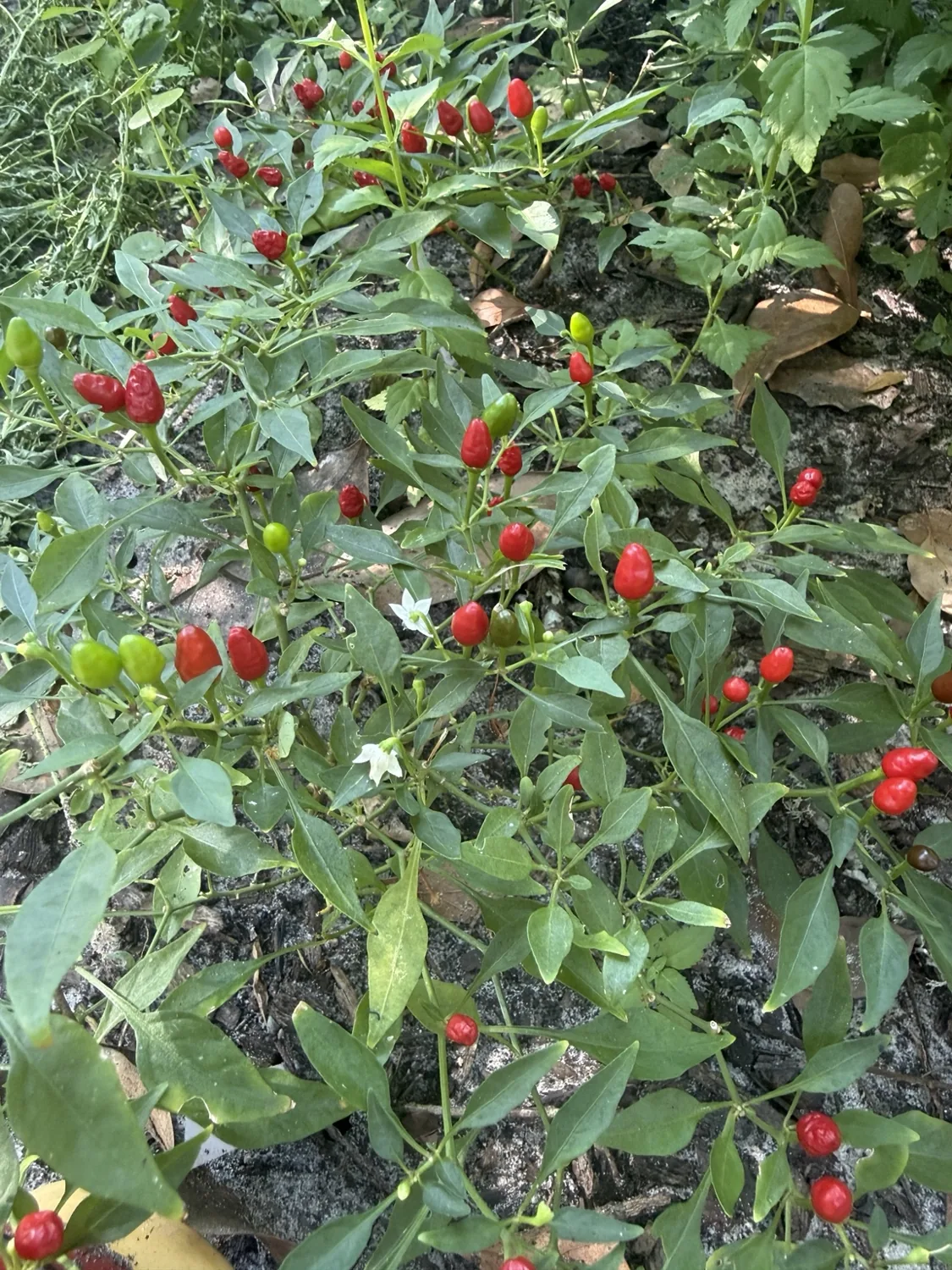 A garden plant full of small red and green peppers