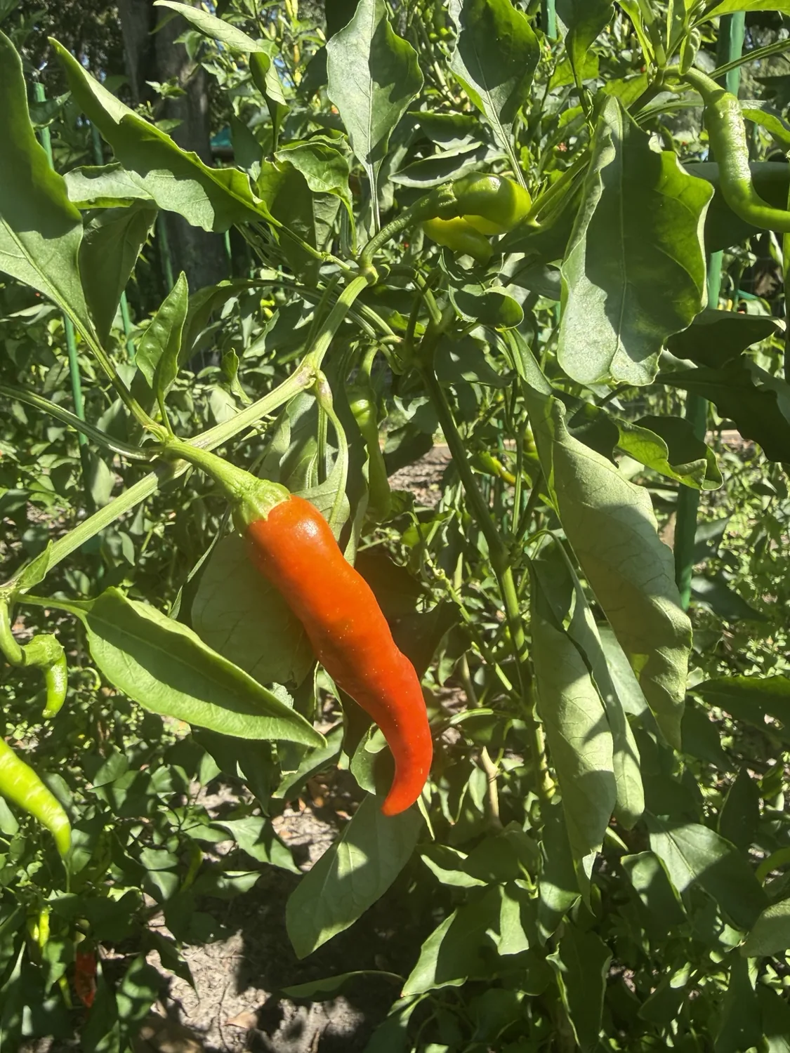 Orange pepper ripening on the plant in sunlight
