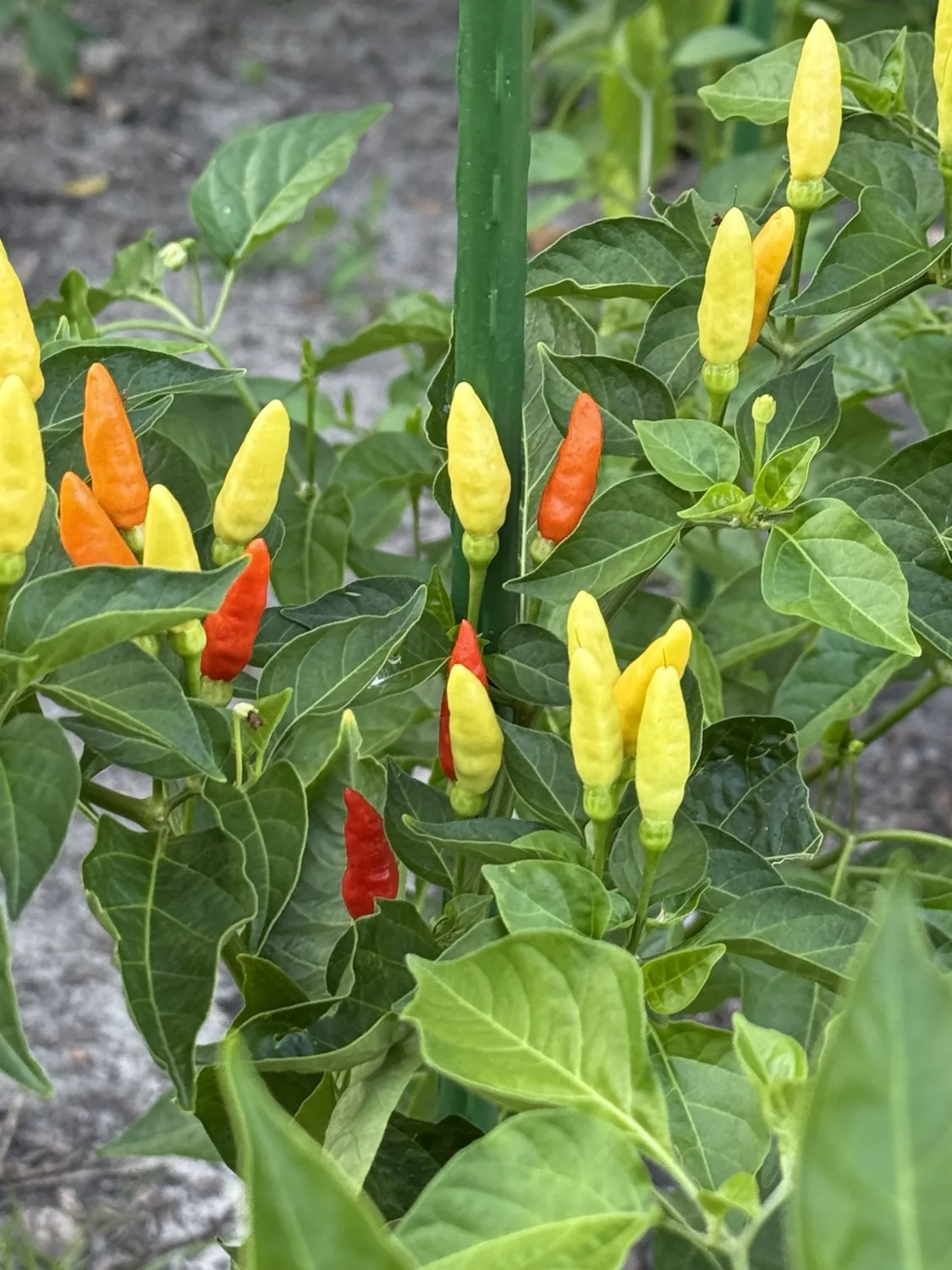Yellow, orange and red peppers growing in the garden