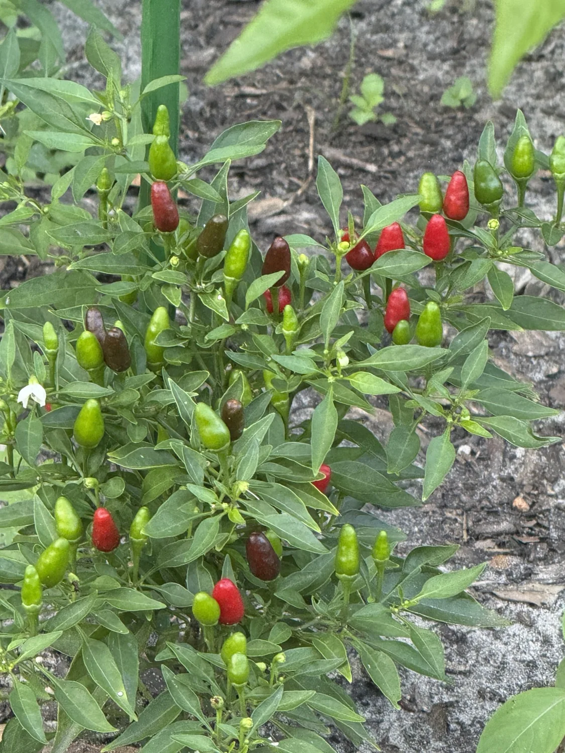 Clusters of small red and green peppers on a garden plant