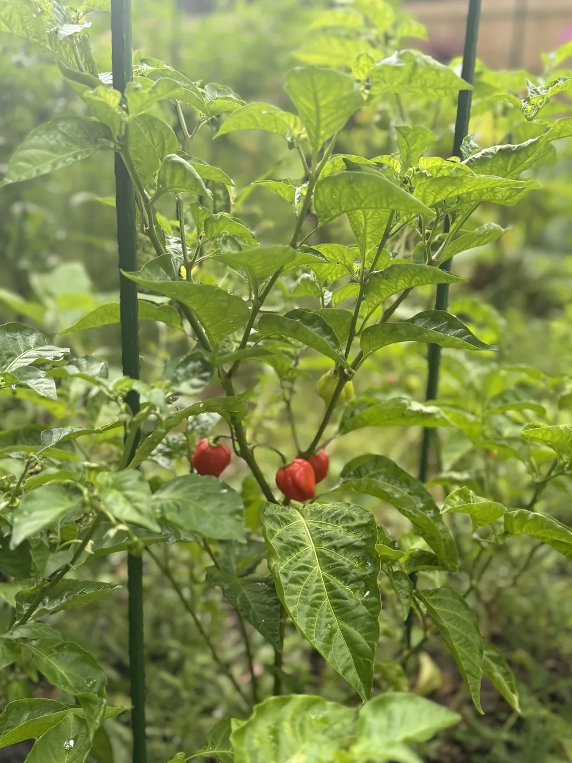 Two small red peppers growing on a leafy plant